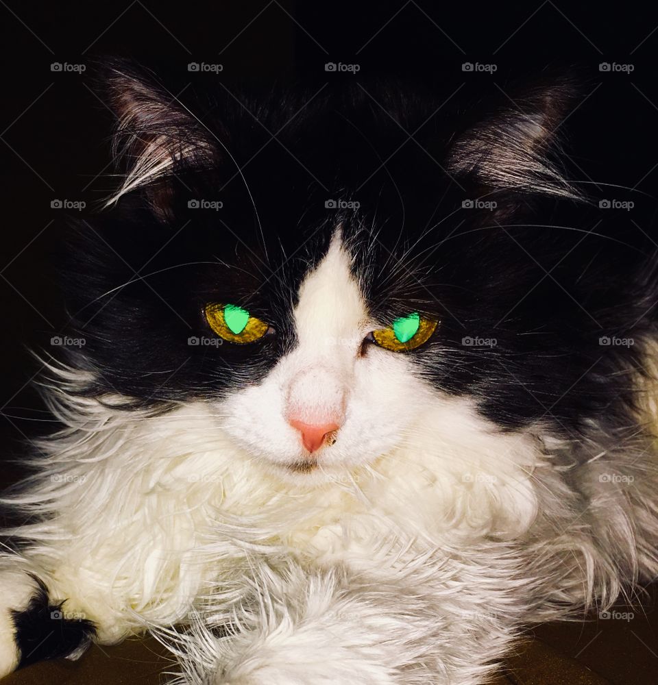 Cat with glowing green eyes 2
