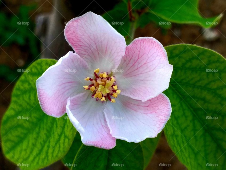 Quince flower
