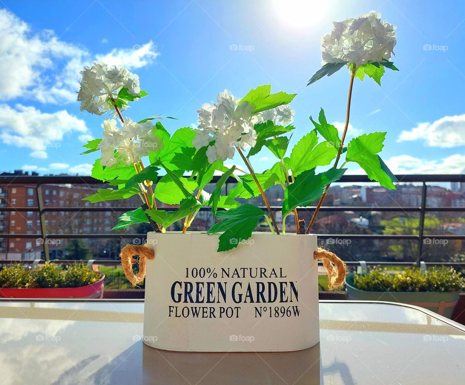 Beautiful pot with white flowers