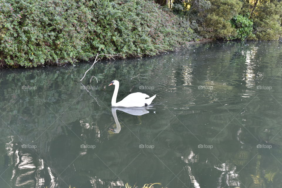 Goose swimming in pond in city park