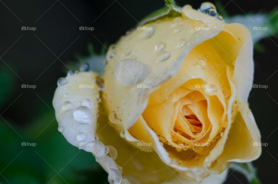 Rose with waterdrop