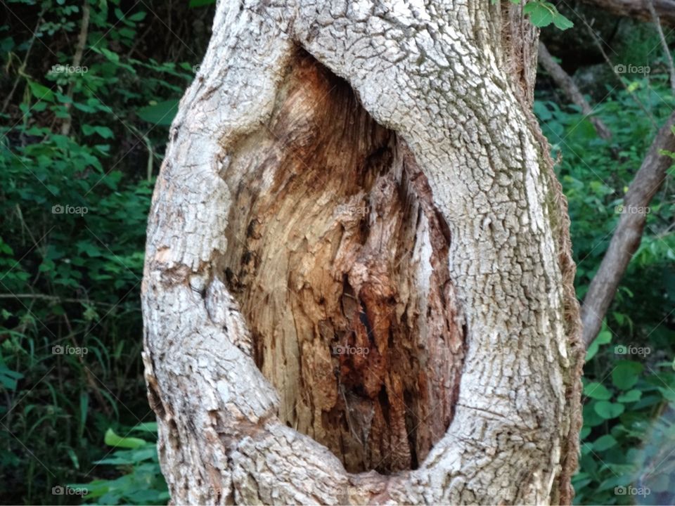 Tree with a hole