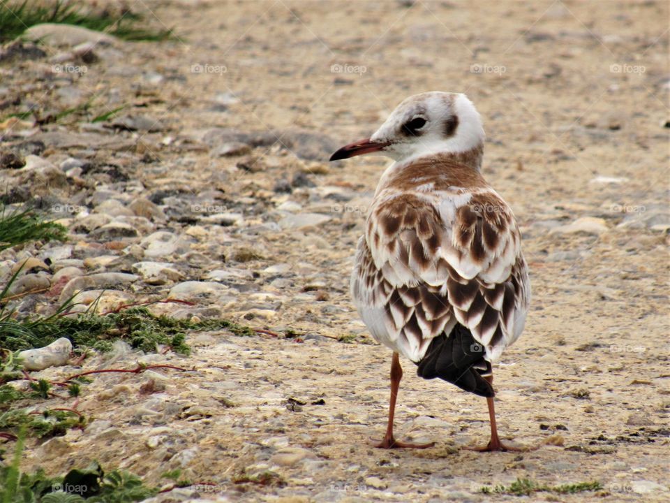 seagull