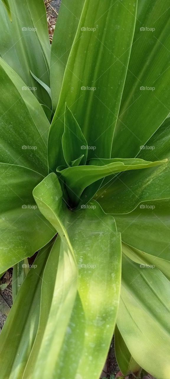 Crinum Asiaticum: crinum Asiaticum commonly known as poison bulb due to its high toxicity and use as as an antidote to poisonous animal bites and consumption. is a plant species widely planted in many warmer regions.