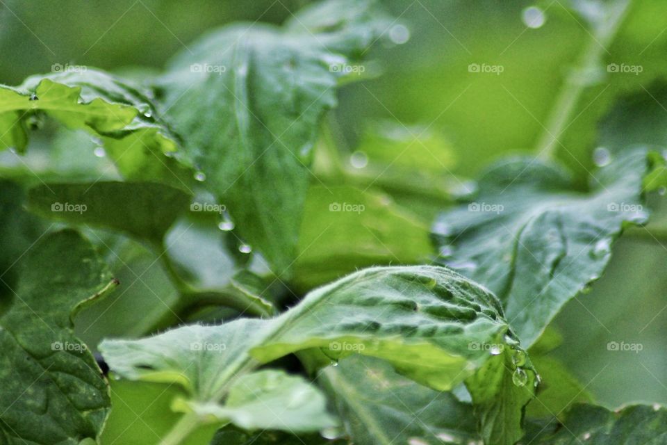 Green foliage with dew drops!