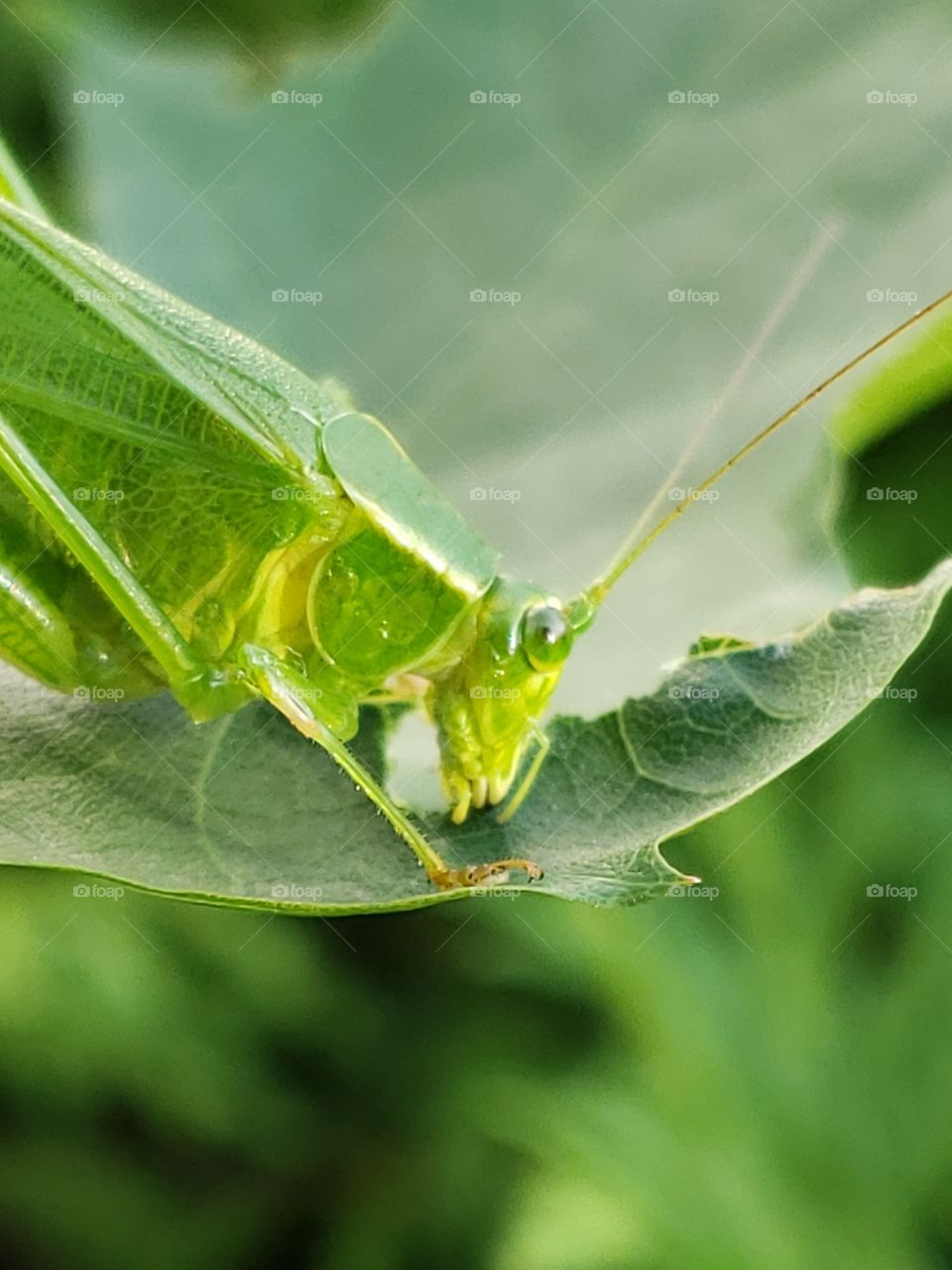 grasshopper eating its breakfast