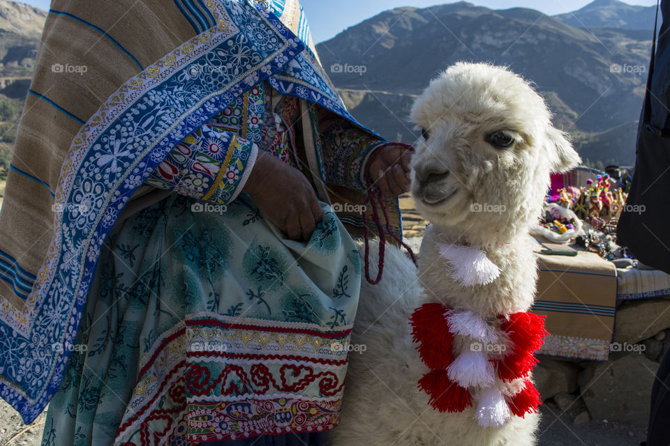 Cute llama in Peru