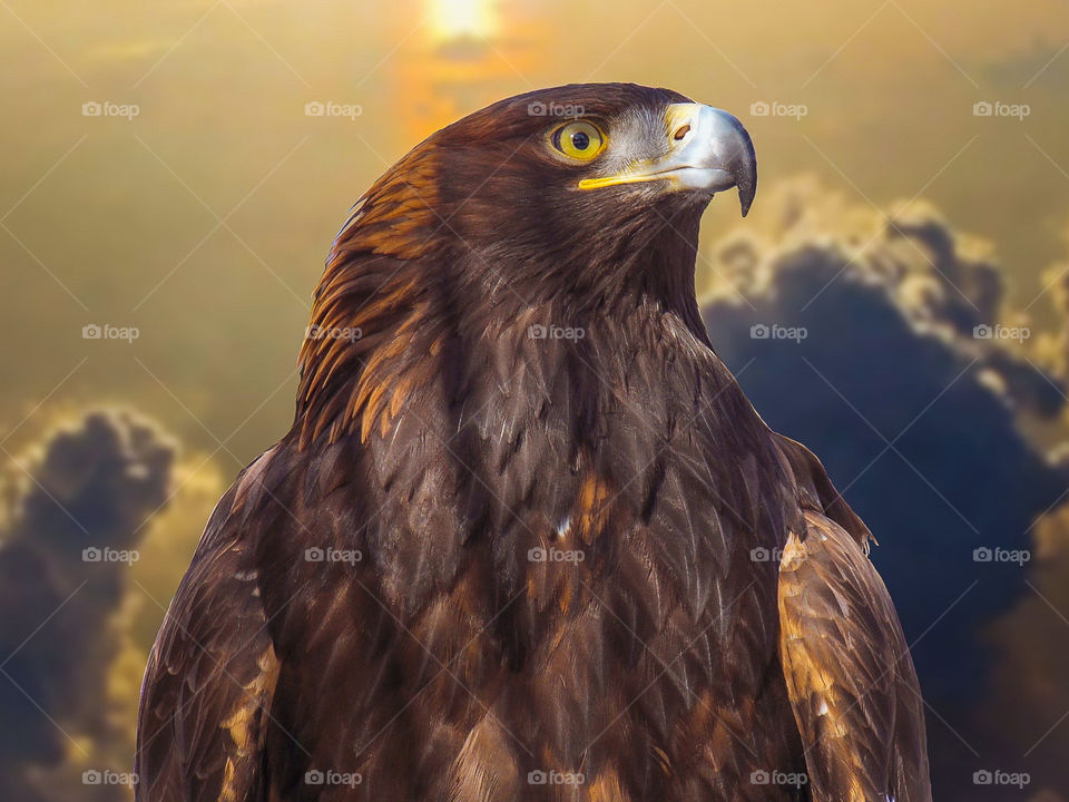 Golden eagle. An inhabitant of the Novosibirsk Zoo named after R.A. Shilo.