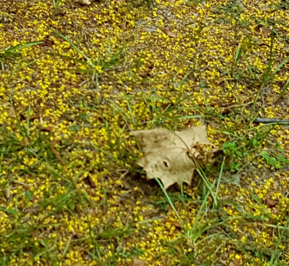 Nature, Fall, Outdoors, Leaf, Grass