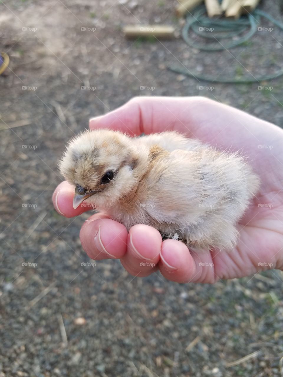 Porcelain Silkie Chick