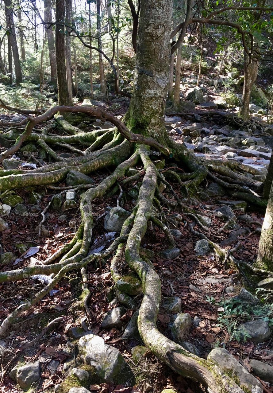 Hiking around Foster Falls in South Cumberland State  Park in Tennessee