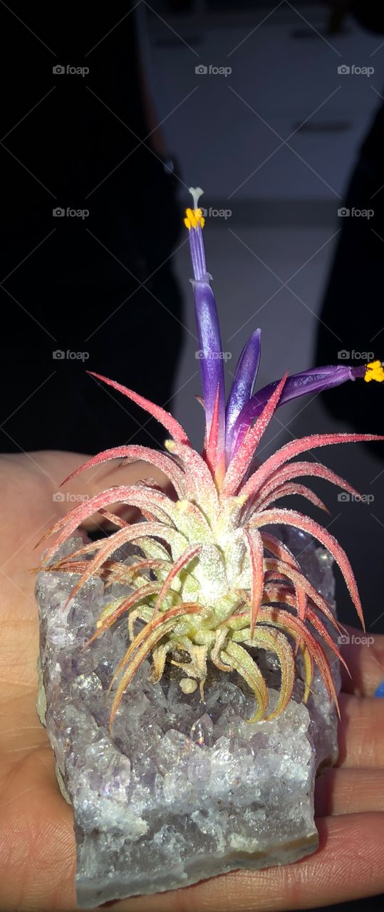 Crystal Plant 