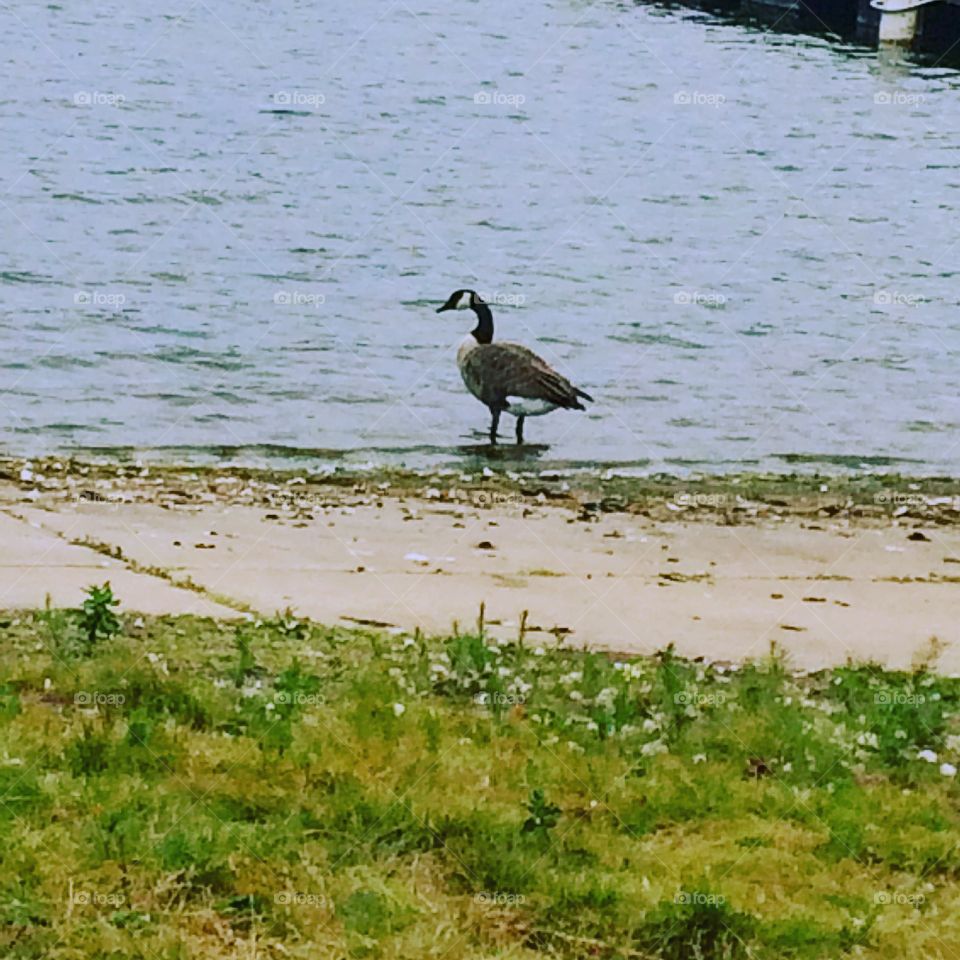 A goose on the lake 