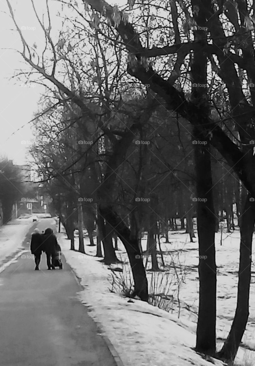 Winter, Tree, Snow, Wood, Road