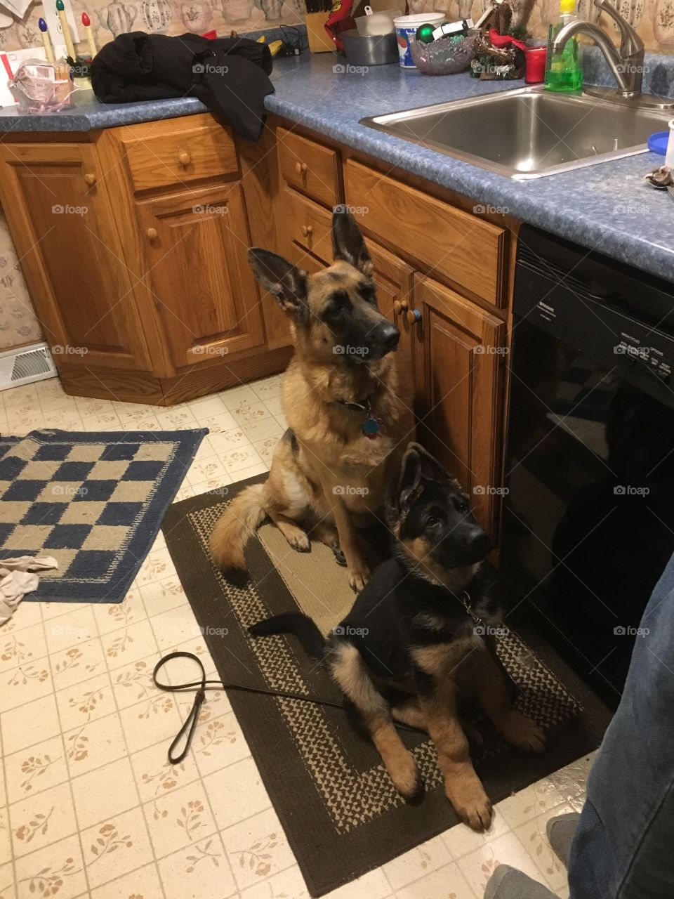 Can we have some please. 
