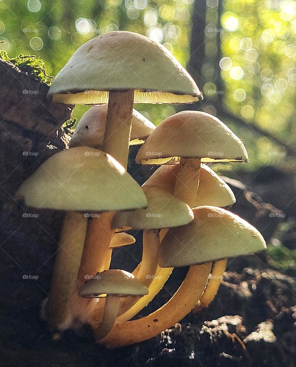 Mushrooms on a sunny day in the Netherlands