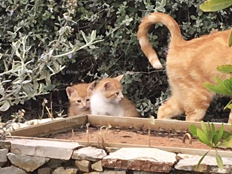 2 kittens with mother cat’s tail