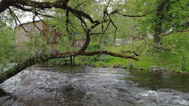 Water, Nature, Wood, River, Landscape