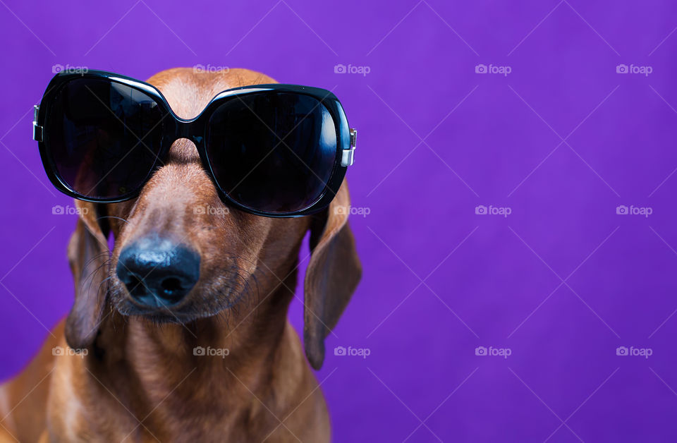 Sunglasses, Portrait, One, Dog, Cute