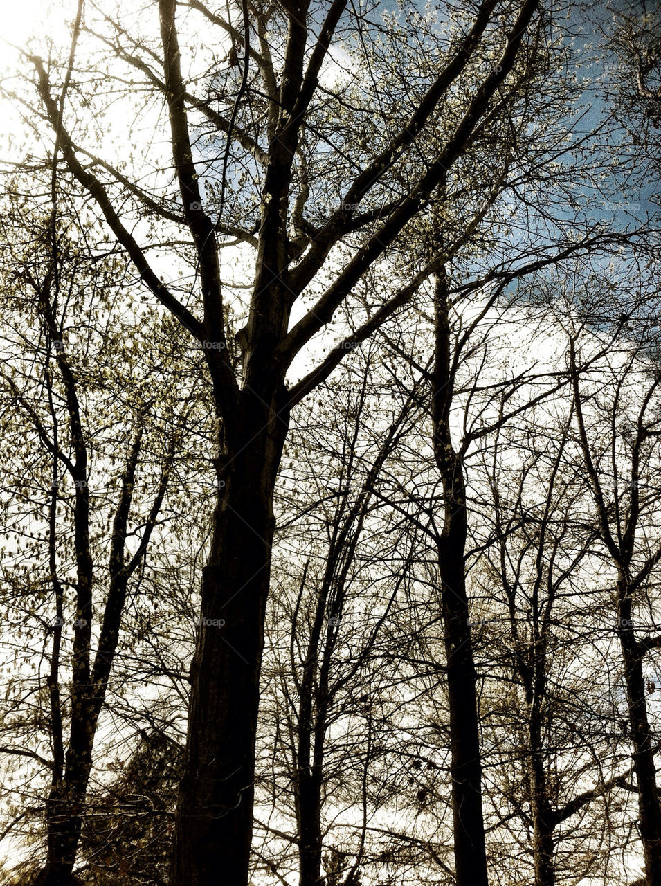 colors trees silhouette branches by king