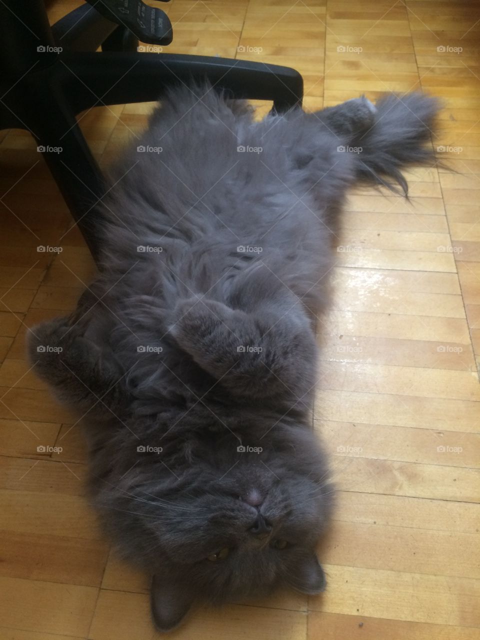 Lazy gray cat on a floor
