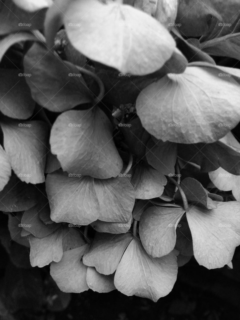 Fading hydrangea flower