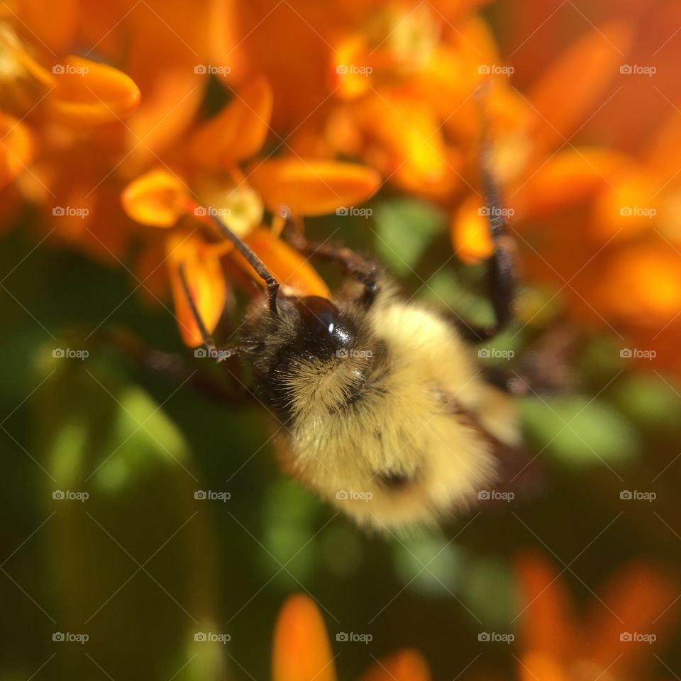 Bumblebee closeup