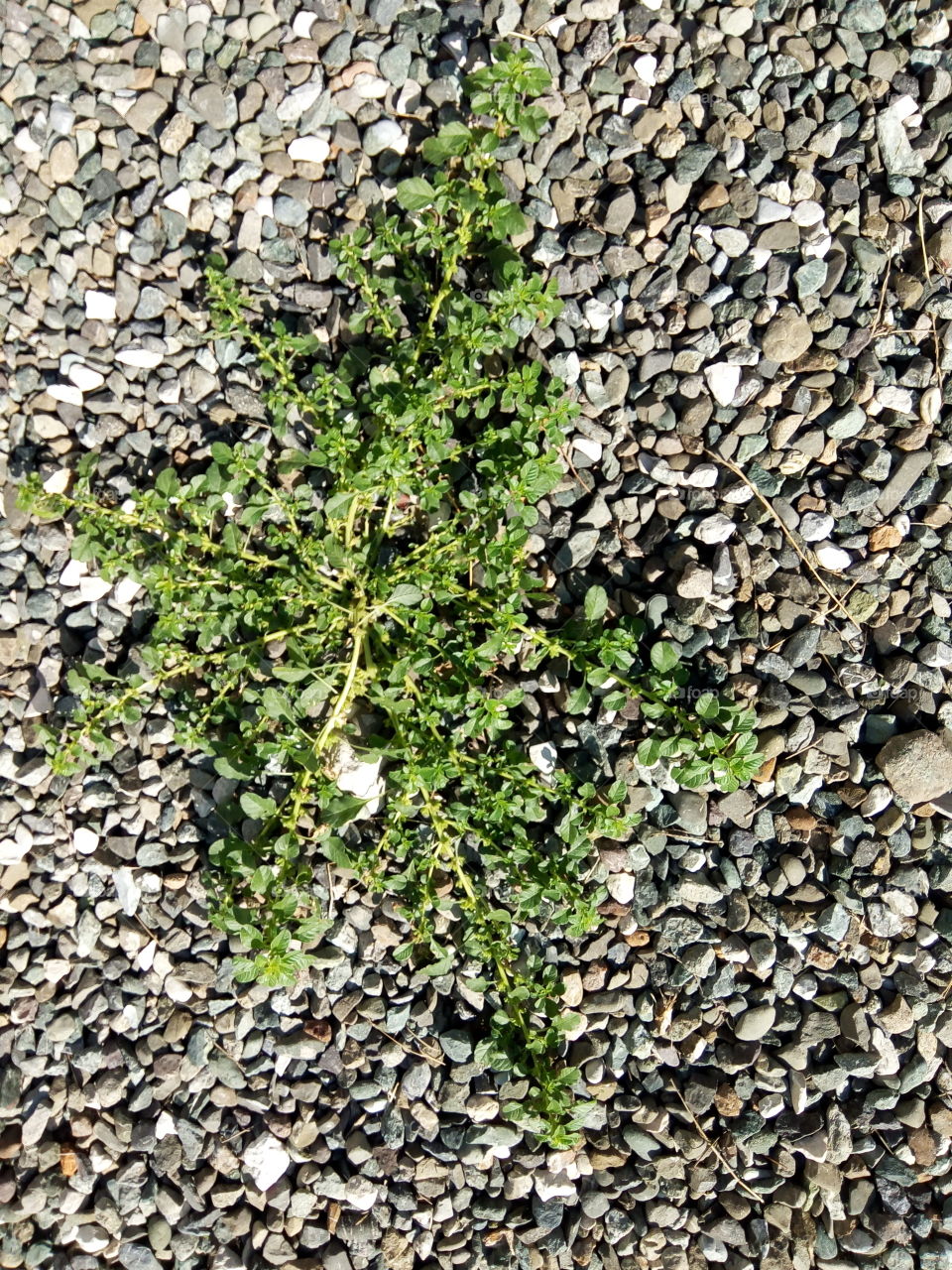 survival in adversity