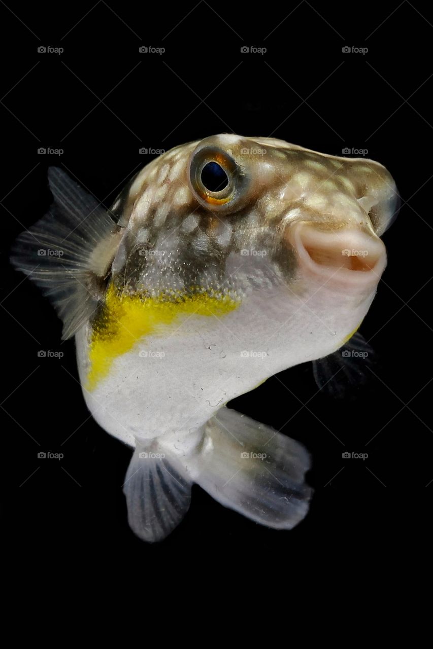 smiling puffer