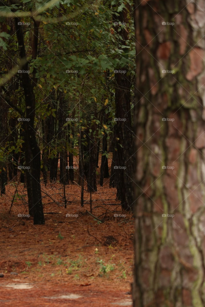 Peering through the pine forest over a bed of soft pine needles.