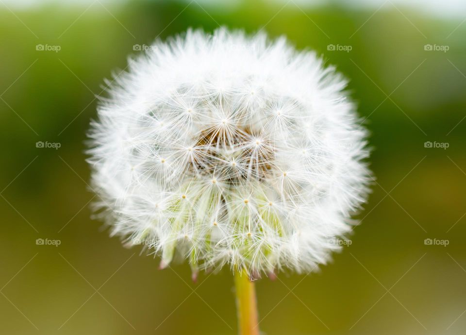 White wish flower dandelion 