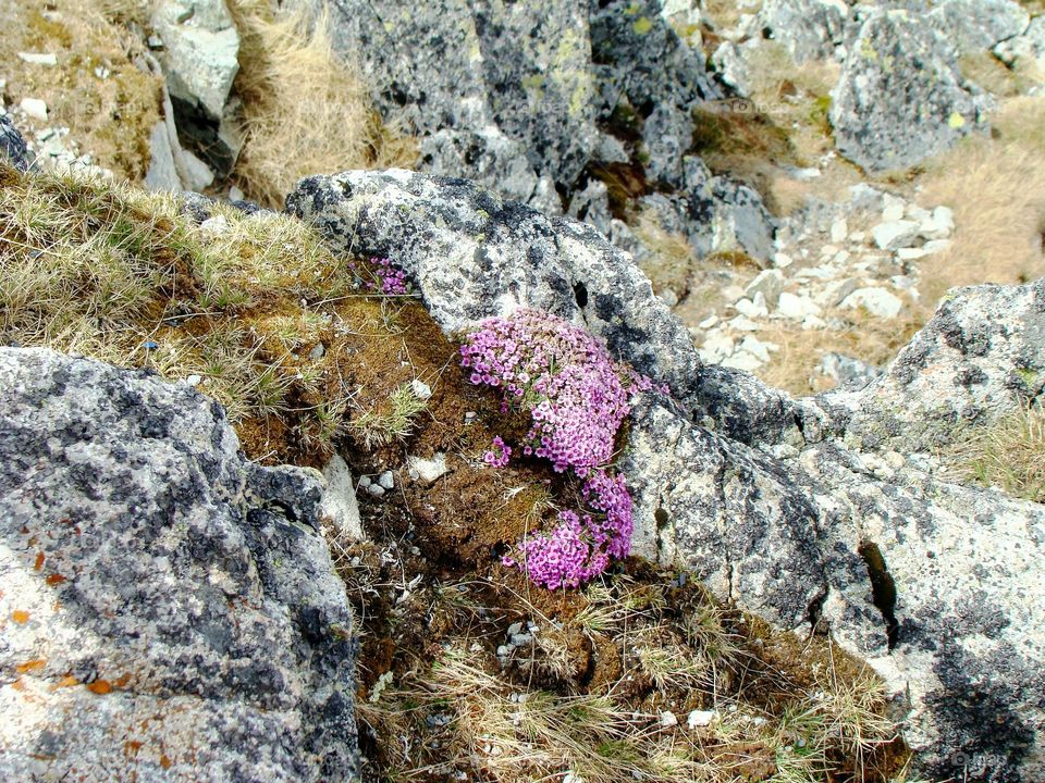 Rocks in the mountains