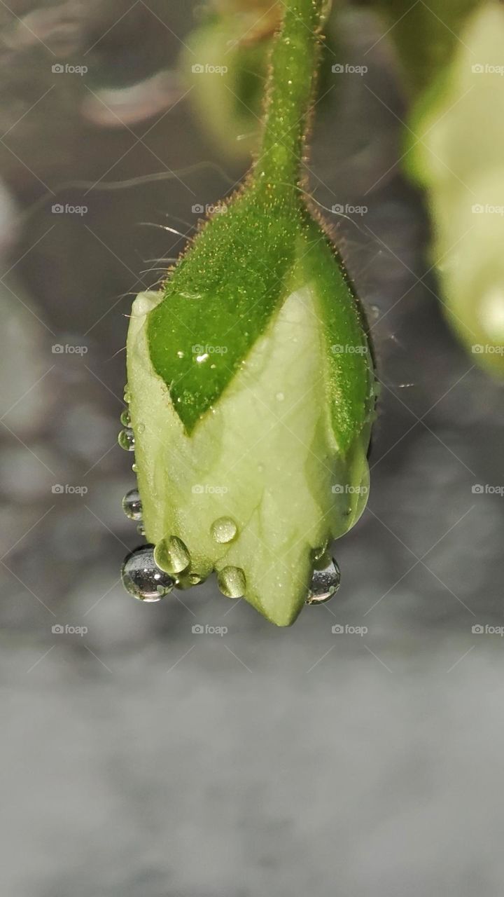 Macro photo of dew on a flower