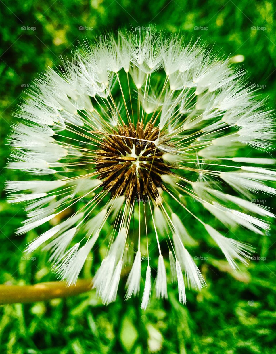 Dandelion close up 