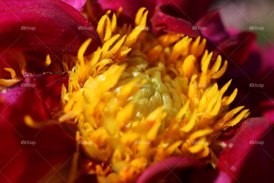 Macro photo of a flower