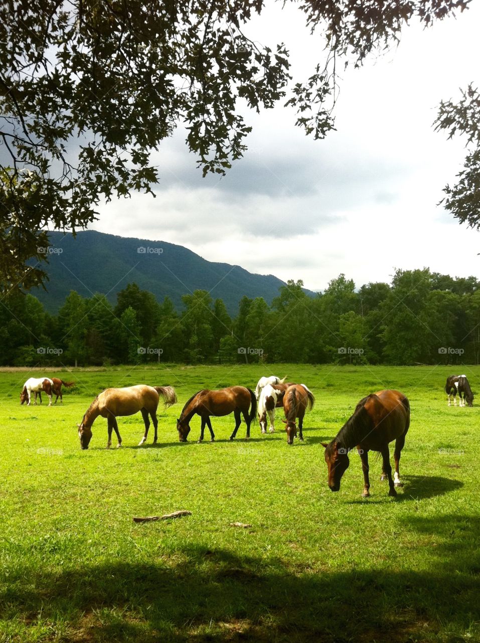 East Tennessee Pastoral . Horses graze in the mountains of East Tennessee