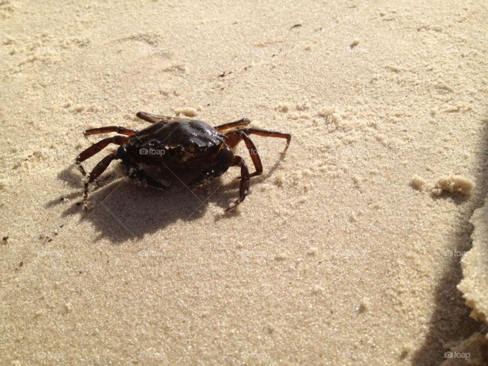 beach sand crab by chester29