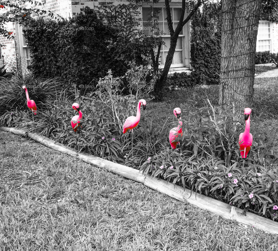 Flamingos