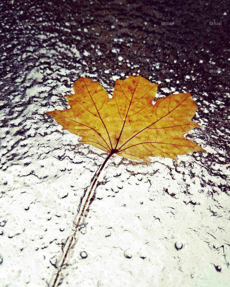 leaf on icy windshield