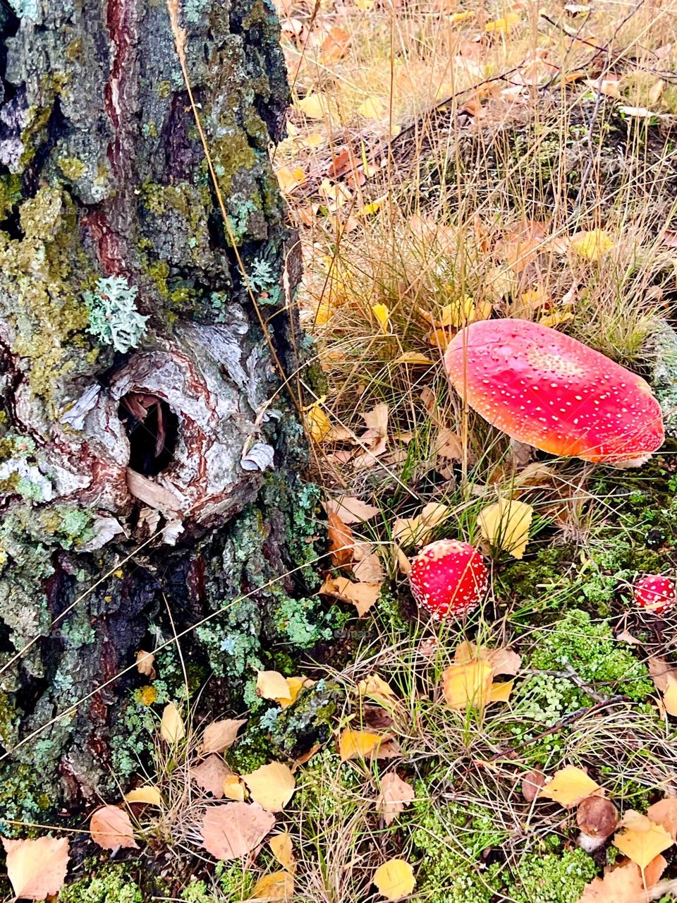 Red mushrooms growing by the foot of the tree 
