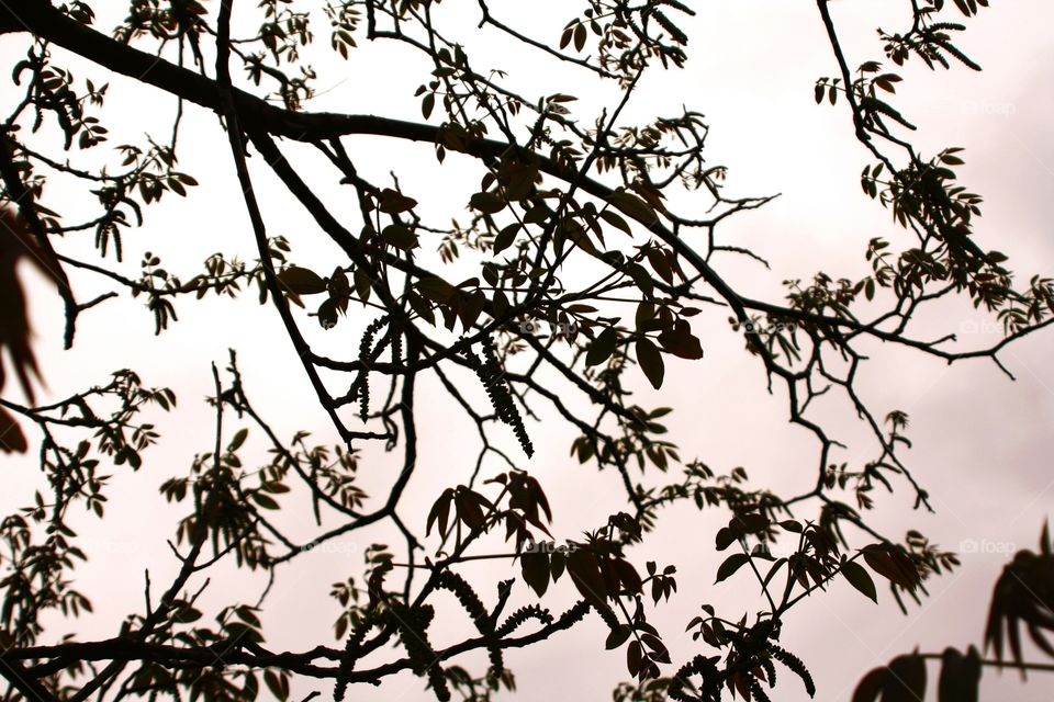 Low angle view of branches
