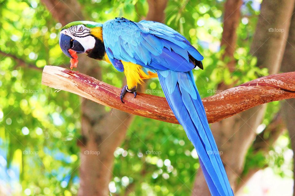 Close-up of parrot eating