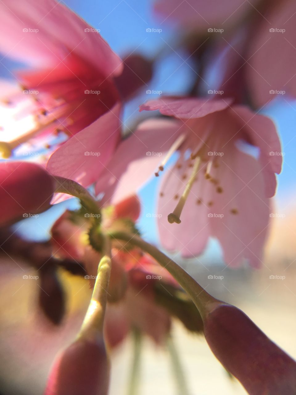 Dark pink flower closeup