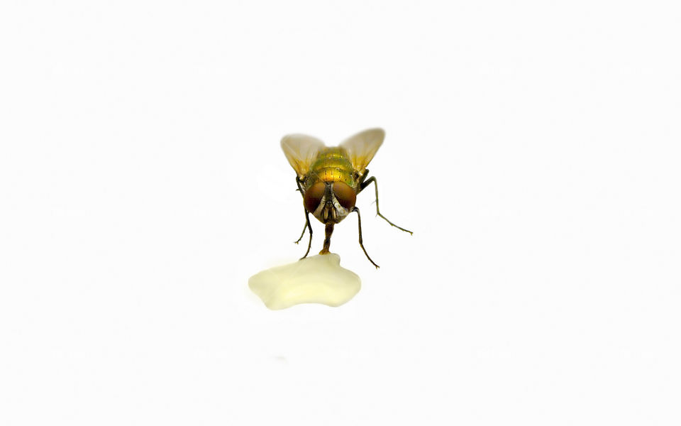 Isolated fly drinking