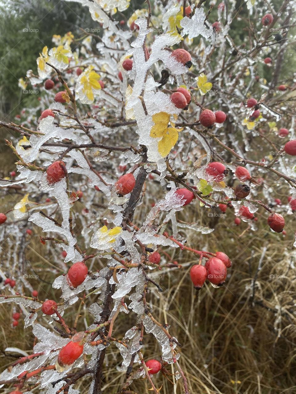 A touch of winter ice on the plant life around Lake Pukaki, South Island, New Zealand 