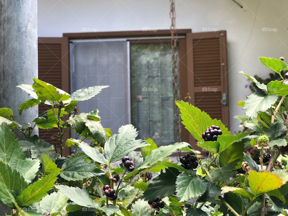 Raspberries under the window 