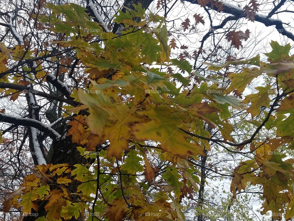Fall, Leaf, Tree, Nature, Season