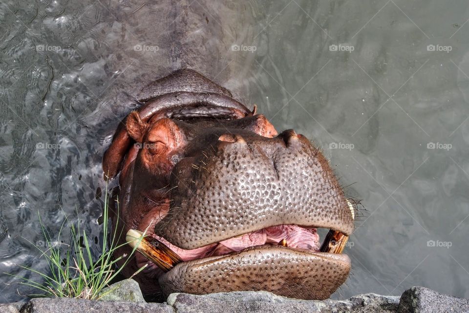 Laughing hippo