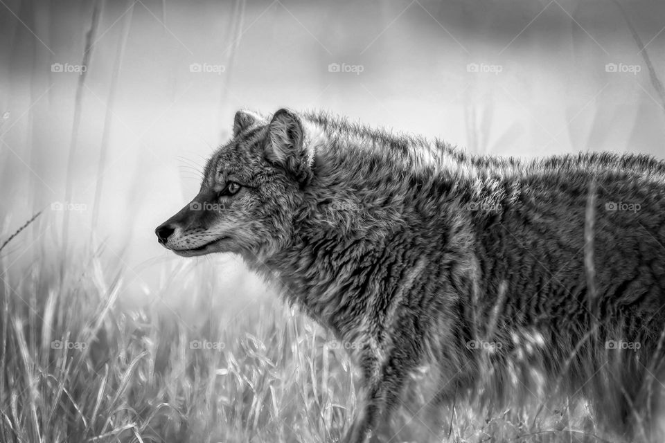 Coyote Prairie close up nature wild dog outdoors wildlife wilderness high detail tall grass farmland daytime no people not a pet black and white intense contrast sharp quality monochrome monos no color