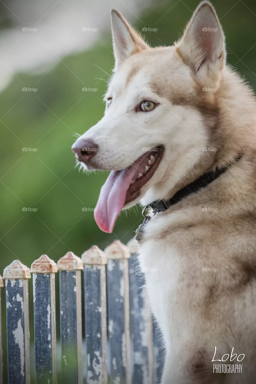 Husky